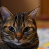 夜中なんですけど・・・