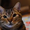 夜中のテレビはつまらん