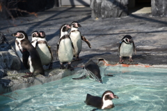 ダイブするペンギン　その1