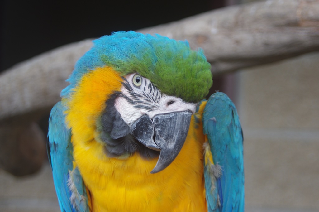 Parrot