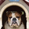 番犬ボブ