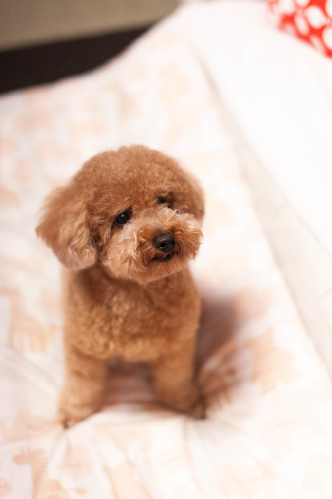 愛犬ぷー
