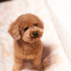 愛犬ぷー