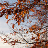 道端紅葉