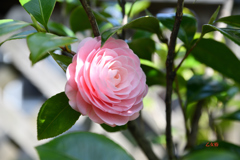 庭の乙女椿（１）