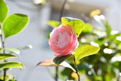 庭の乙女椿（２）