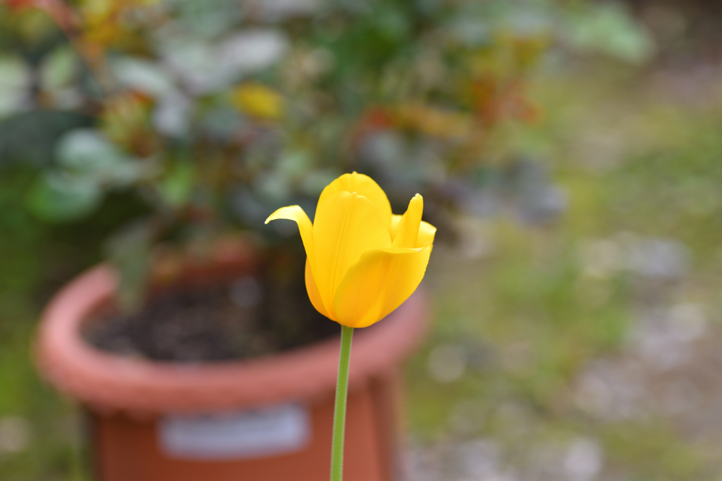 庭の一輪だけのチューリップ(1)