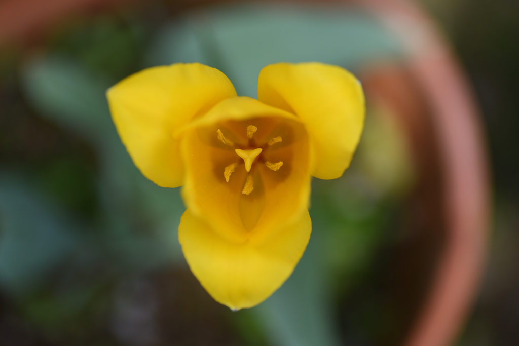 庭の一輪だけのチューリップ(2)