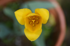 庭の一輪だけのチューリップ(2)