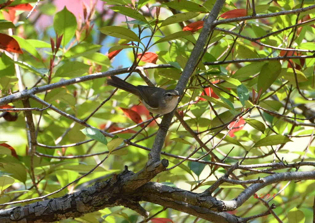 近所の公園にて　ムシクイ（１）