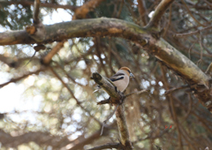 近所の公園にて　シメ　