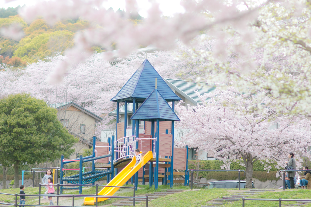 桜の中で