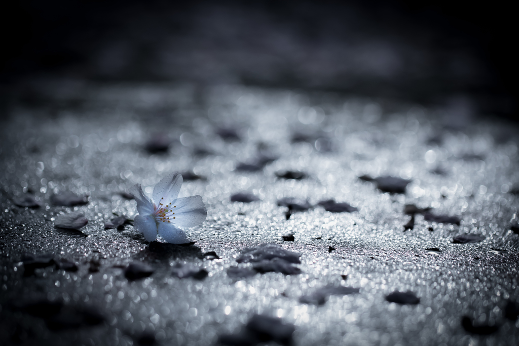 雨に美しく