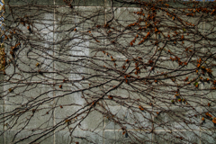 縦横無尽に走る蔦脈