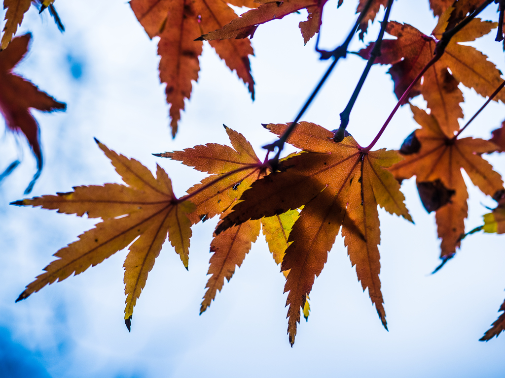 光に透かして眺める紅葉