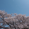桜雪