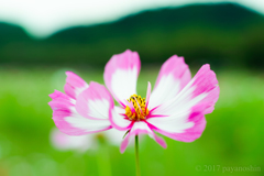 描かれた花