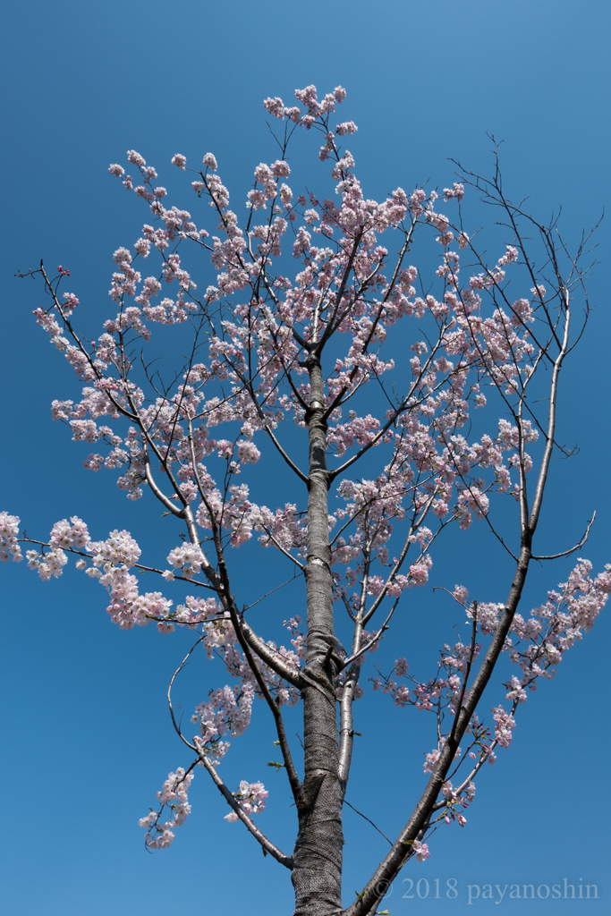 聳桜