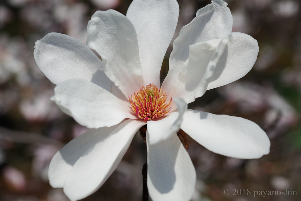 表現としての開花