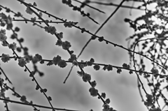 X-ray