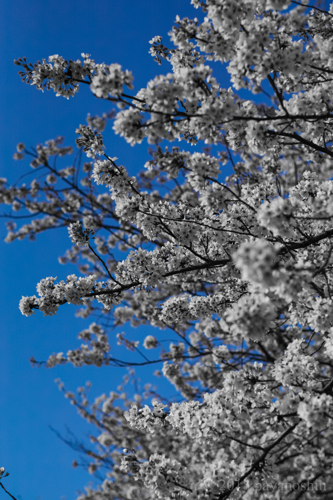 止まった世界の桜