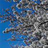 止まった世界の桜
