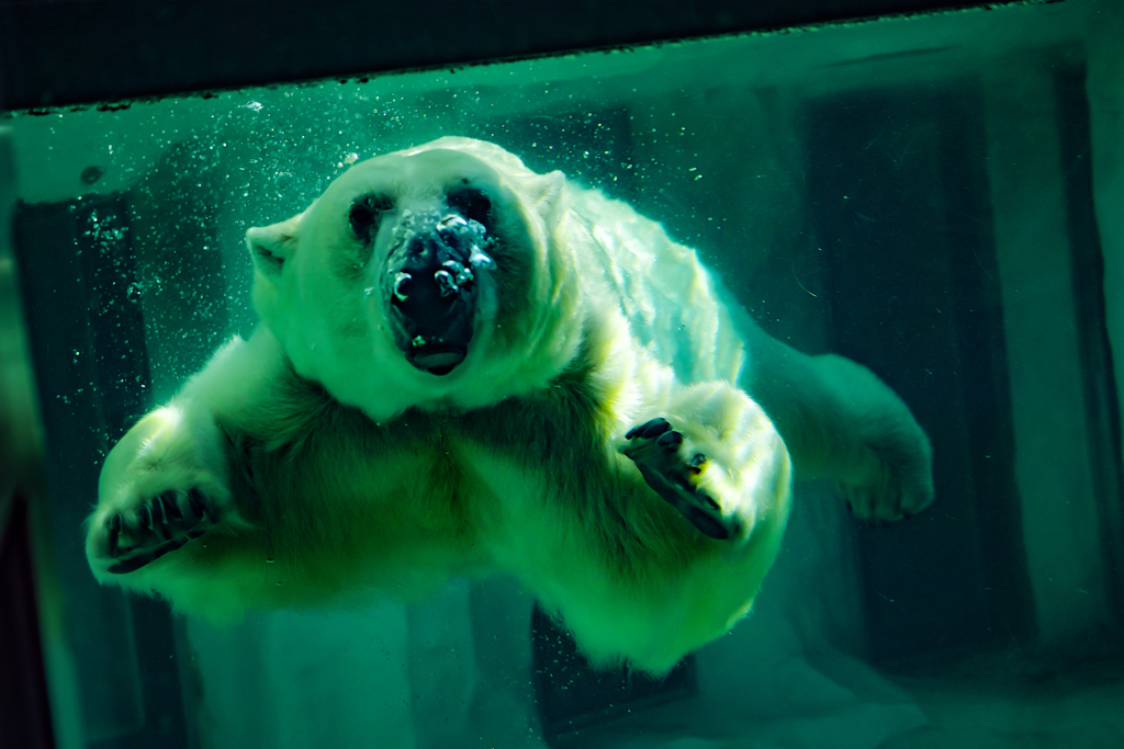 DIVE!
