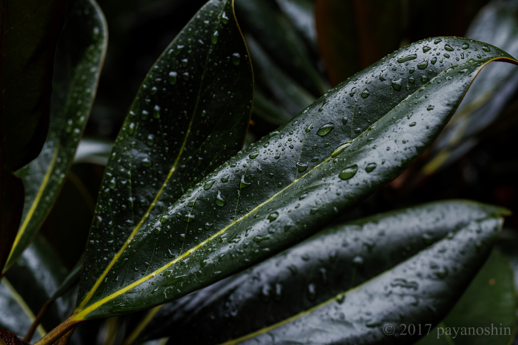 雨粒化粧