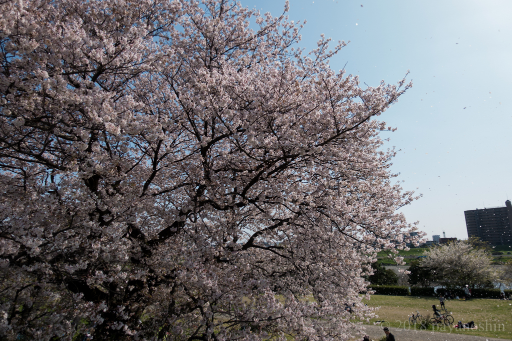 花びらの舞う頃