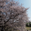 花びらの舞う頃