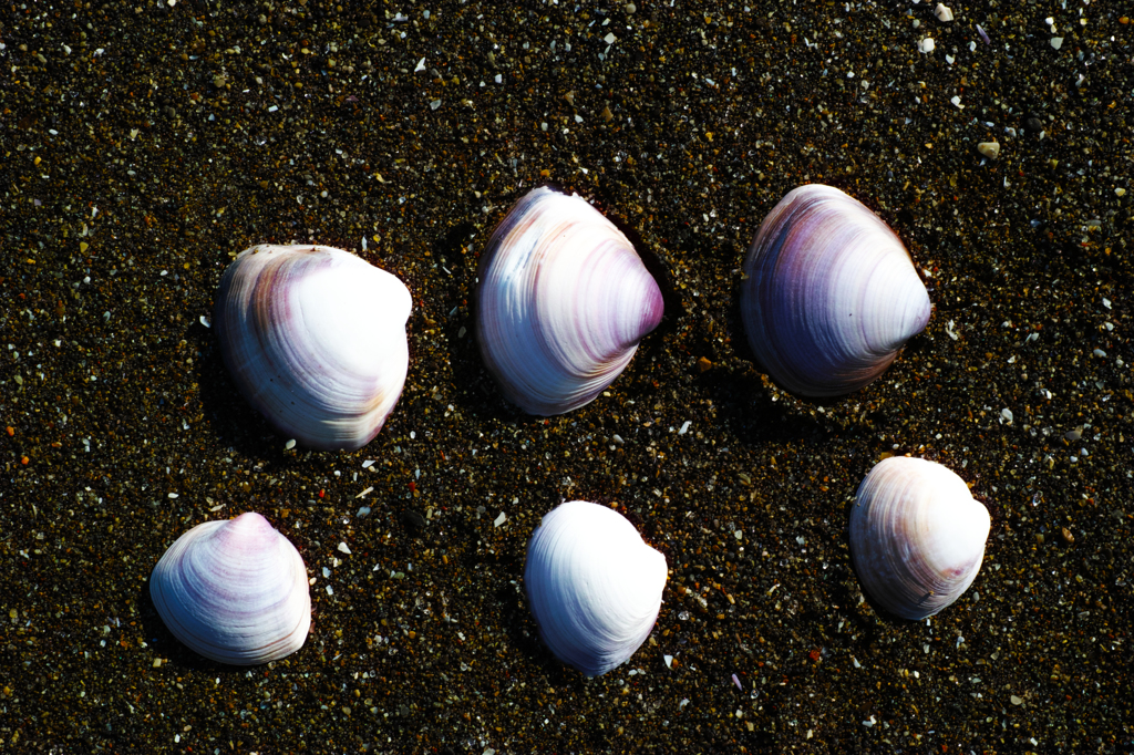 貝殻集め