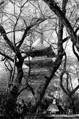 冬樹より望む幾重