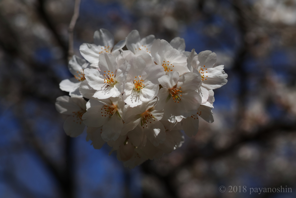 blossom/blossom