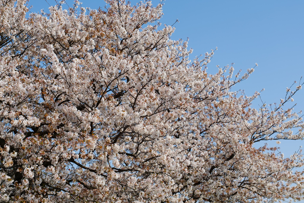 春桜、青に映え