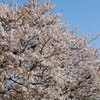 春桜、青に映え