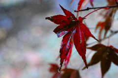 雨に欠け落ちて