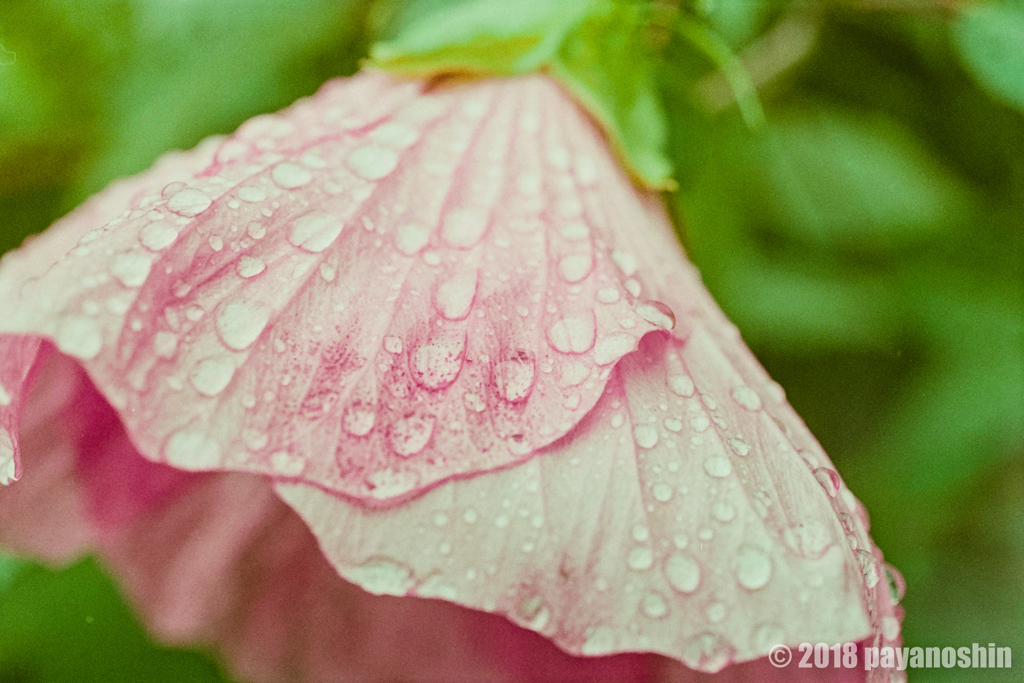 雨露ドレス