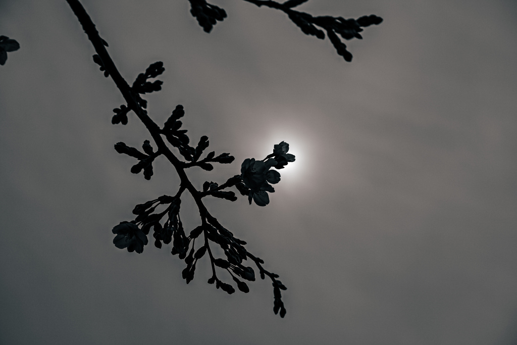 花に影、雲に陽ざし