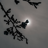 花に影、雲に陽ざし