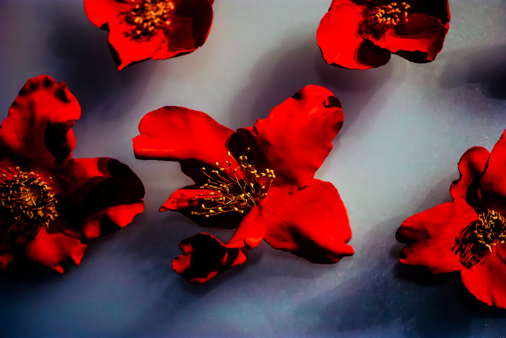 その花の色、真紅