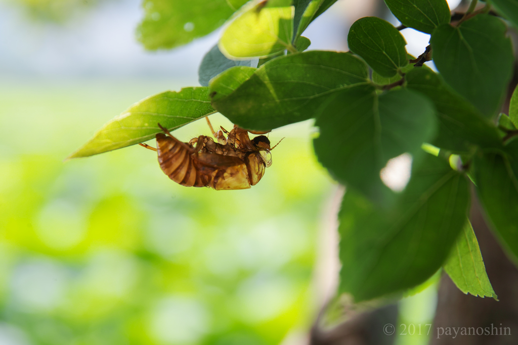 土の中の思い出は、夏に捧げてきた