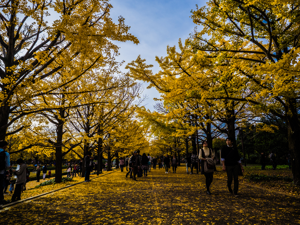 きんいろ並木道
