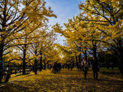 きんいろ並木道