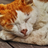眠る猫の肖像