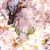 桜舞