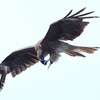 トビが飛びながら食べる