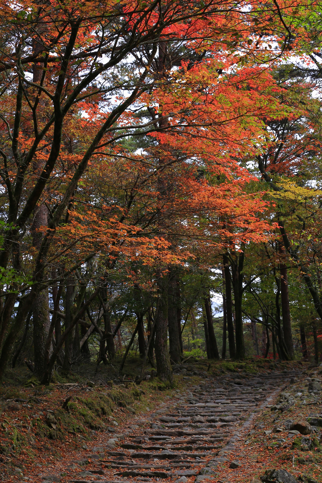 紅葉散歩道
