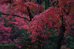 雨の紅葉