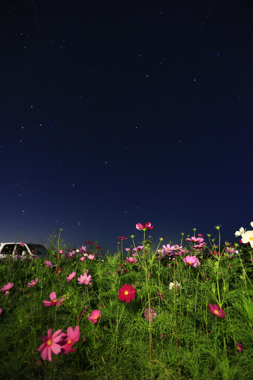 夜空の下のコスモス
