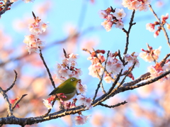 花見メジロ